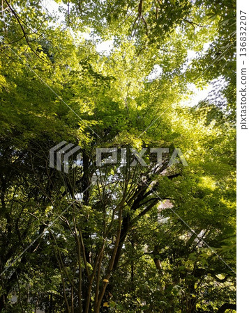 A photo of trees in the fresh green season A photo of trees in the fresh green season 136832207