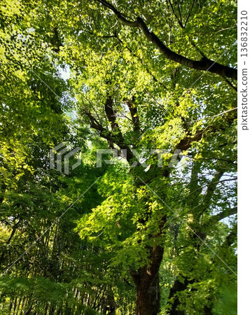 樹木在新鮮的綠色季節的照片 136832210