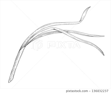 Green onion. Vector ink styled handmade illustration. For packaging design, cards, cover, prints, product labels and fabric. 136832237