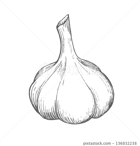 Garlic. Vector ink styled handmade illustration. For packaging design, cards, cover, prints, product labels and fabric. Garlic. Vector ink styled handmade illustration. For packaging design, cards, cover, prints, product labels and fabric. 136832238