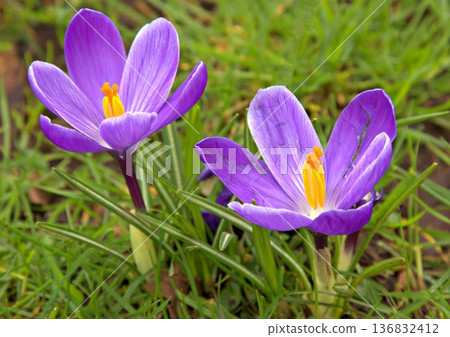 Purple crocus flowers 136832412