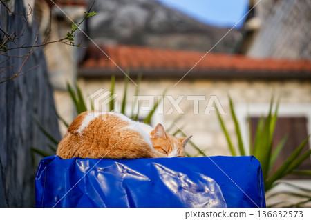 A ginger and white cat is sleeping outside 136832573