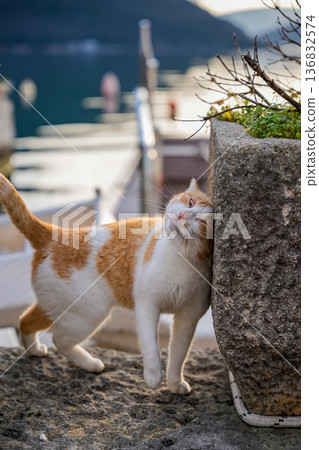 Orange Cat Rubbing Head on Wall Outdoors Orange Cat Rubbing Head on Wall Outdoors 136832574
