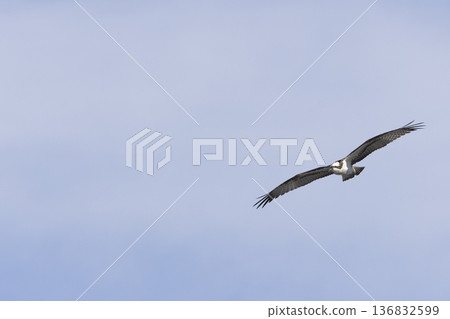 Osprey which fly over the sky 136832599