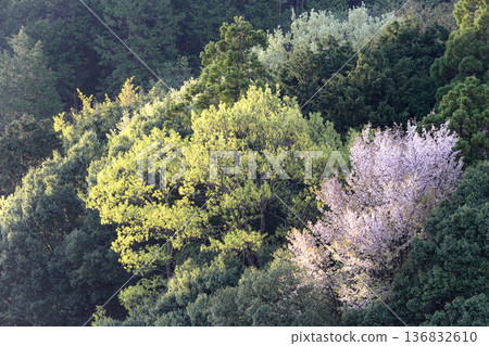 Scenery of wild cherry blossoms blooming in a forest of fresh greenery Scenery of wild cherry blossoms blooming in a forest of fresh greenery 136832610