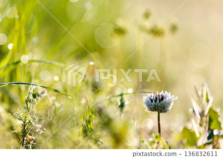 White clover sparkling with morning dew and bokeh balls White clover sparkling with morning dew and bokeh balls 136832611