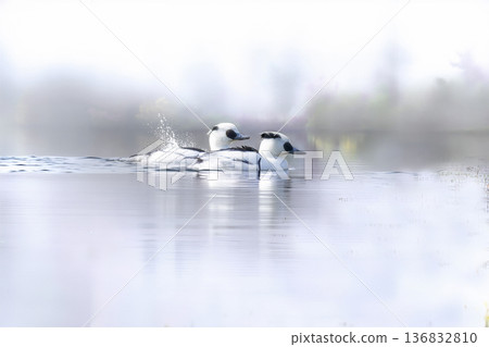 A smuggler swimming in a misty pond 136832810