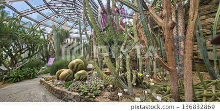 Berlin, Germany - July 03, 2025: Cactus garden with diverse plants in greenhouse showcasing vibrant nature Berlin, Germany - July 03, 2025: Cactus garden with diverse plants in greenhouse showcasing vibrant nature 136832869