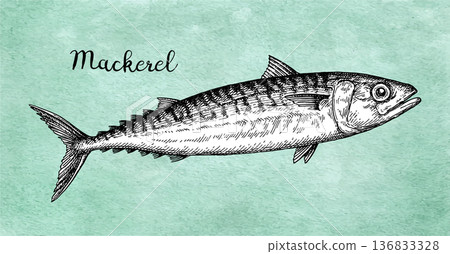 Mackerel. Sea fish ink sketch. 136833328