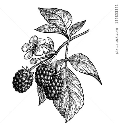 Blackberry branch ink sketch 136833331