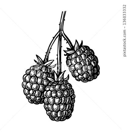 Blackberry branch ink sketch 136833332