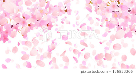 落花櫻花背景素材 136833366