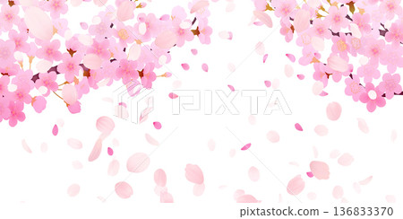 落花櫻花背景素材 落花櫻花背景素材 136833370