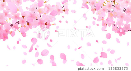 Background material of cherry blossoms with falling petals Background material of cherry blossoms with falling petals 136833373