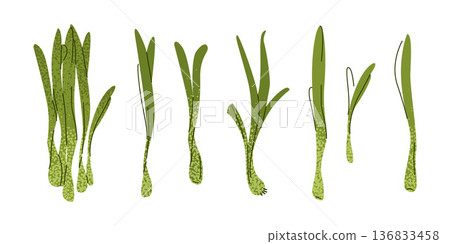 Green Onion Vegetable Set Illustration Green Onion Vegetable Set Illustration 136833458