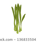 Green Onion Herb Illustration 136833504