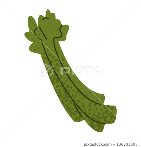 Asparagus Vegetable Illustration 136833505