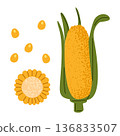 Corn Cob Vegetable Illustration 136833507