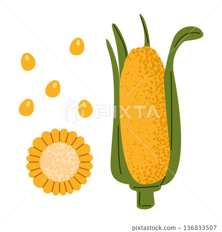 Corn Cob Vegetable Illustration 136833507