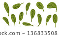 Spinach Leaf Set Illustration 136833508