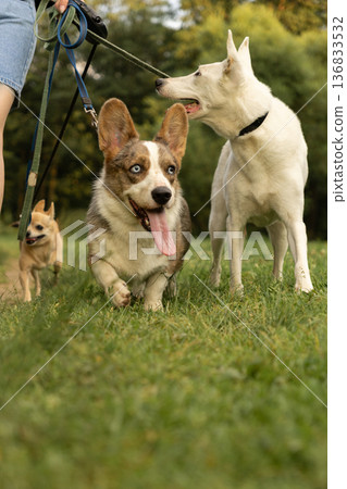 professional dog walker walks with pack of dogs on leashes in park or in green forest. 136833532