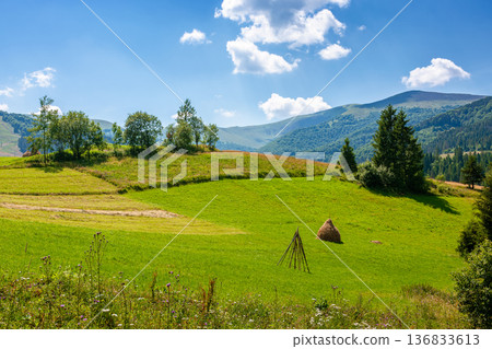 pastoral rural landscape with field on the hill. alpine scenery with traditional haystack. mountainous countryside hayfield during summer. borzhava ridge on a sunny day 136833613