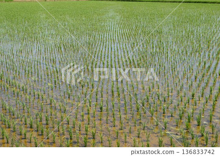 Rural scenery Shonai, Yamagata Prefecture, one of Japan's leading rice fields Rural scenery Shonai, Yamagata Prefecture, one of Japan's leading rice fields 136833742