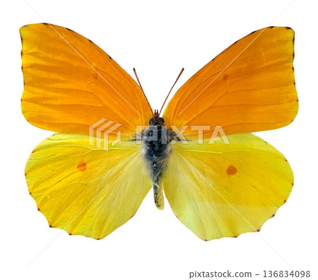 A butterfly of the species Gonepteryx cleopatra is resting with its wings spread wide. The colors are bright orange and yellow. The setting is plain with no other features in view. 136834098