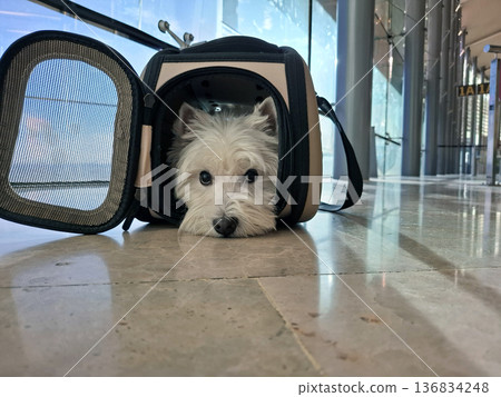 A white West Terrier dog lies in a carrier at the airport. The dog waits calmly as people pass by, ready for travel or departure at the terminal. A white West Terrier dog lies in a carrier at the airport. The dog waits calmly as people pass by, ready for travel or departure at the terminal. 136834248
