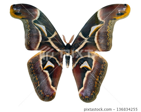The giant moth Attacus malayanus Saturnia rests alone on a plain white surface. This specimen showcases its large wings with distinct patterns for scientific examination. The giant moth Attacus malayanus Saturnia rests alone on a plain white surface. This specimen showcases its large wings with distinct patterns for scientific examination. 136834255