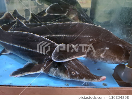 Customers can see live sturgeons available for sale in an aquarium at the supermarket. The sturgeons swim in water, showcasing their unique shapes and sizes. Customers can see live sturgeons available for sale in an aquarium at the supermarket. The sturgeons swim in water, showcasing their unique shapes and sizes. 136834298