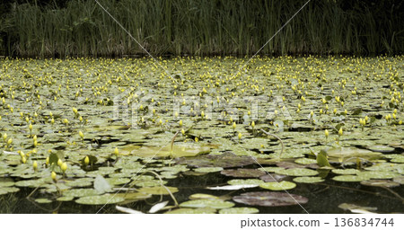 Lily pads cover water surface with yellow flowers on top at a natural pond in late spring 136834744