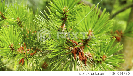 Pine tree branches with green needles and cones during a sunny day in a forest Pine tree branches with green needles and cones during a sunny day in a forest 136834750