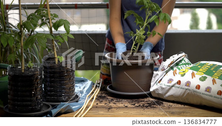 Gardening activity on a balcony with a person planting a young tomato plant in a pot with soil nearby Gardening activity on a balcony with a person planting a young tomato plant in a pot with soil nearby 136834777