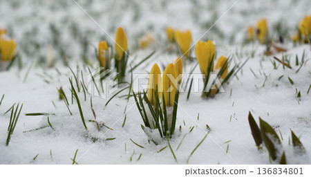 Crocus flowers appear through the snow in a field during early springtime in a garden 136834801