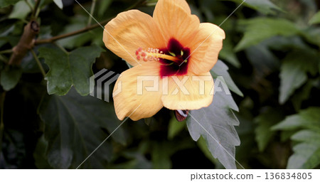 Orange hibiscus flower blossoms in a garden during daylight in a tropical climate among green leaves Orange hibiscus flower blossoms in a garden during daylight in a tropical climate among green leaves 136834805