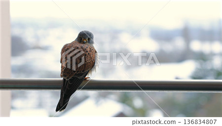 Bird sits on railing during winter with a snow-covered background showing blurred houses and trees Bird sits on railing during winter with a snow-covered background showing blurred houses and trees 136834807
