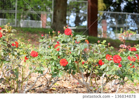 Rose flower Olympic Fire Rose flower Olympic Fire 136834878