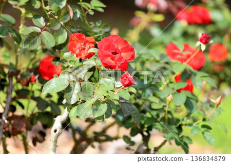 Rose flower Olympic Fire 136834879