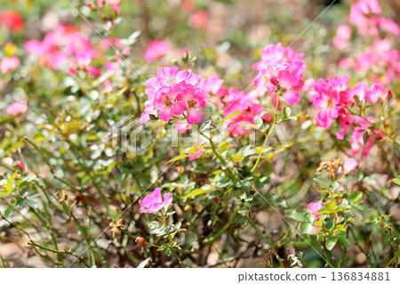 羅斯花Kumbaya 羅斯花Kumbaya 136834881