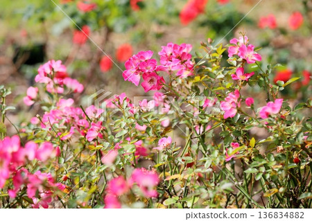 Rose flower Kumbaya Rose flower Kumbaya 136834882