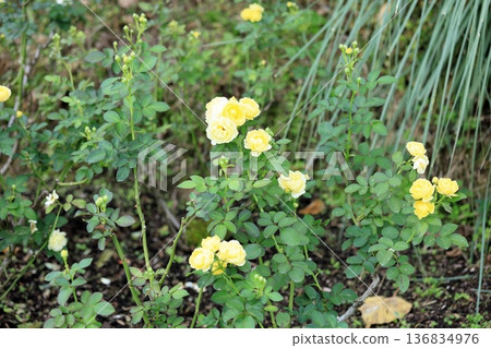 Rose flower Golden border Rose flower Golden border 136834976