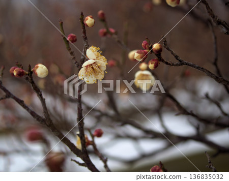 二月寒風中盛開的白梅花「梅拉」。 136835032