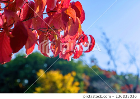 The bright red dogwood leaves contrast with the blue sky on a clear autumn day. The bright red dogwood leaves contrast with the blue sky on a clear autumn day. 136835036