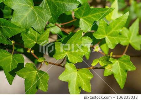 翠綠的常春藤葉片。沐浴在陽光下的新鮮盆栽。 翠綠的常春藤葉片。沐浴在陽光下的新鮮盆栽。 136835038