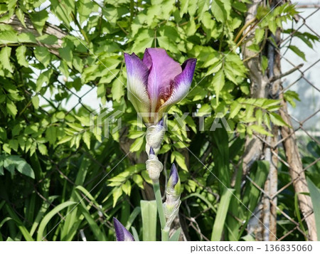 Close-up of a purple German Iris flower opening bud Close-up of a purple German Iris flower opening bud 136835060