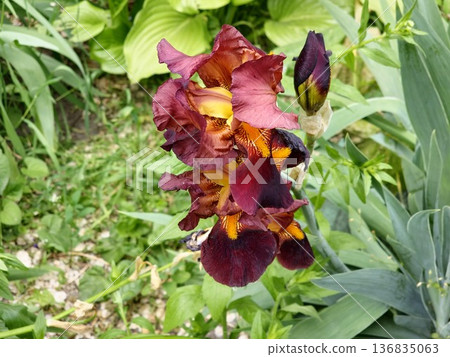 A red-brown bearded iris, or Iris germanica, flower in a summer garden. Close-up A red-brown bearded iris, or Iris germanica, flower in a summer garden. Close-up 136835063
