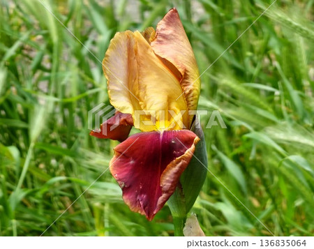A yellow-brown bearded iris, or Iris germanica, flower in a summer garden. Close-up. Selective focus A yellow-brown bearded iris, or Iris germanica, flower in a summer garden. Close-up. Selective focus 136835064
