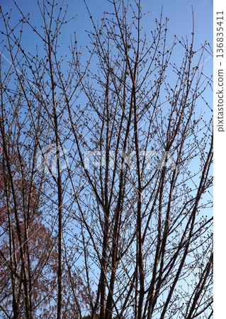 2026年2月，山茱萸花蕾依然堅硬。 136835411