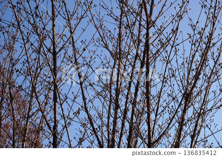 Cornus cherry buds still hard, February 2026 Cornus cherry buds still hard, February 2026 136835412